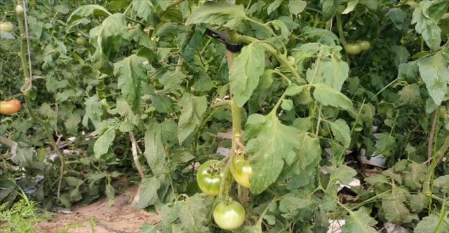 Watering and fertilizing but hurting the roots? There are 2 common problems with growing tomatoes, and farmers should not make any more mistakes in gardening