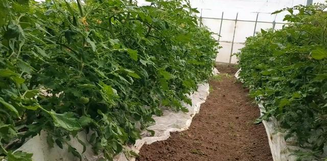 Why save money and work by soilless vegetables grow which looks troublesome ? Understand 2 points to know 