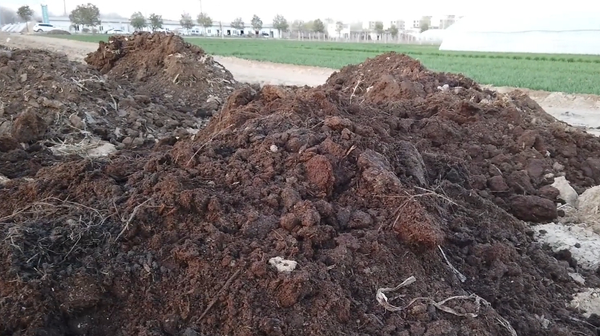 Cattle dung made into cultivation substrate, with a step before adding, good growth does not burn seedlings, very simple