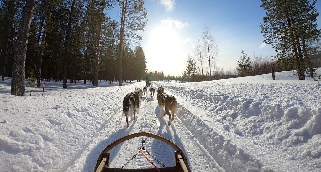 activite-montagne-chien-de-traineau