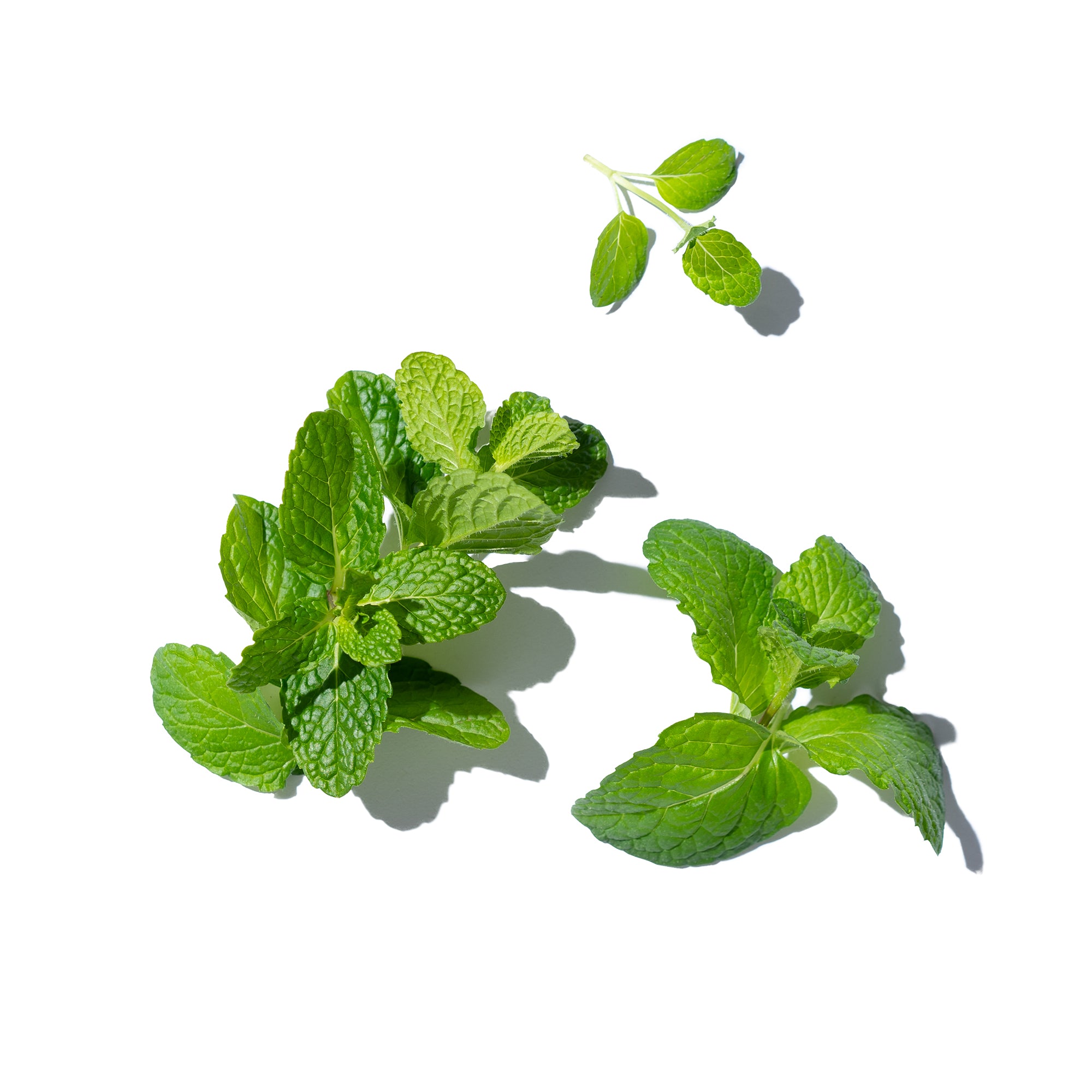 Mint