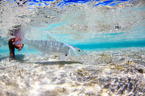 Bahamas bonefish from Andros Island