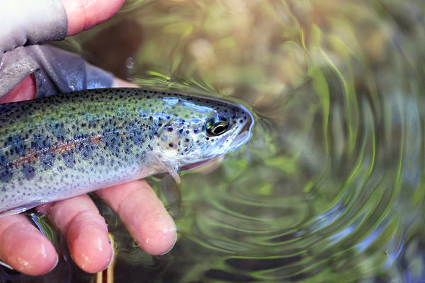 Cascade creek wild rainbow trout.