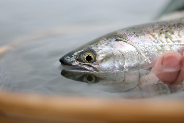 Blackmouth in Puget Sound