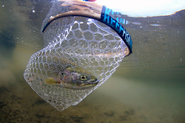 Puget Sound Sea Run Cutthroat