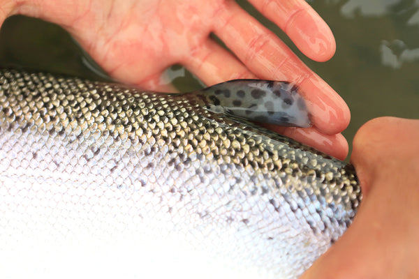 Wild Atlantic Steelhead from the Santa Cruz River in Argentina.