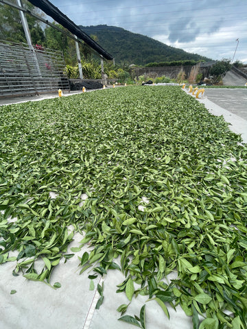 Tea leaves being dried outside in a Tea Farm in Taiwan. 