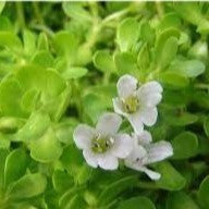 Bacopa