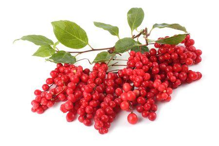 Schisandra