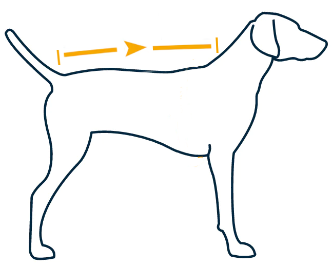 dog back length measurement