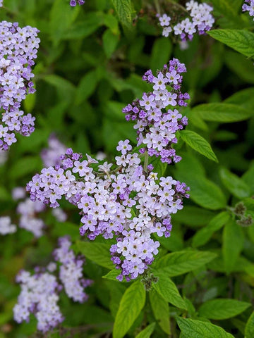 Heliotrope