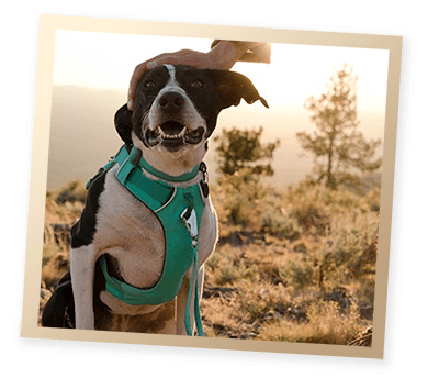 Ruffwear Front Range Harness