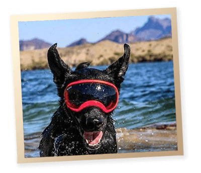 Rex Specs Dog Goggles