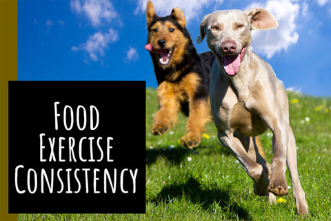 How you can help your dog lose weight with food exercise and consistency.