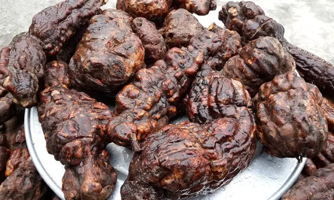 hà thủ ô