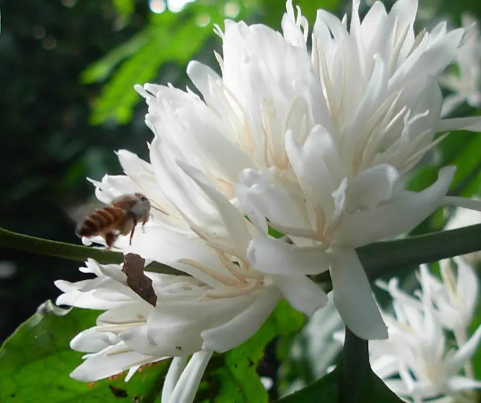 công dụng mật ong hoa cà phê
