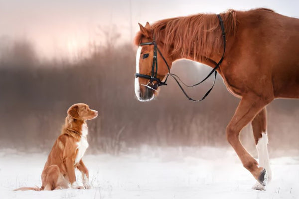 Are Dogs Smarter than Horses