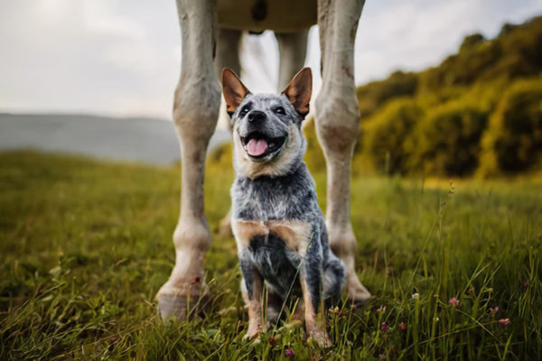 Are Dogs Smarter than Horses