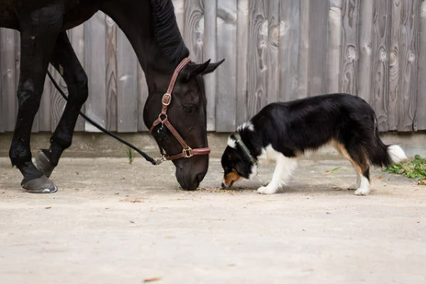 Are Dogs Smarter than Horses