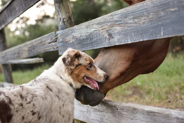 Are Horses Smarter Than Dogs