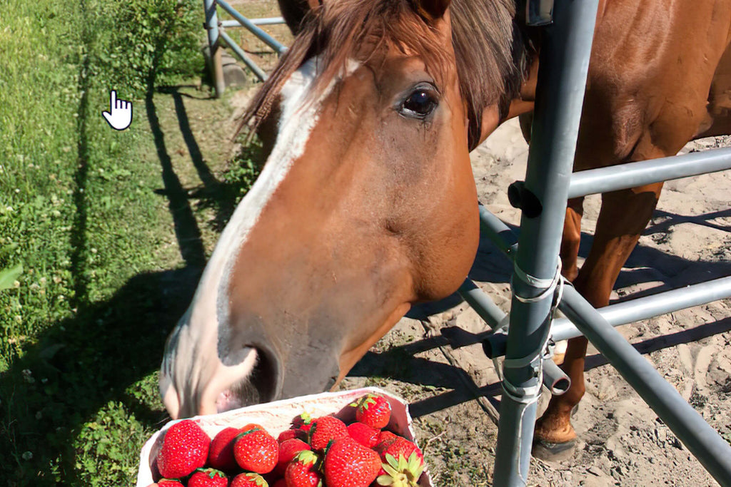 Are strawberries safe for horses to eat