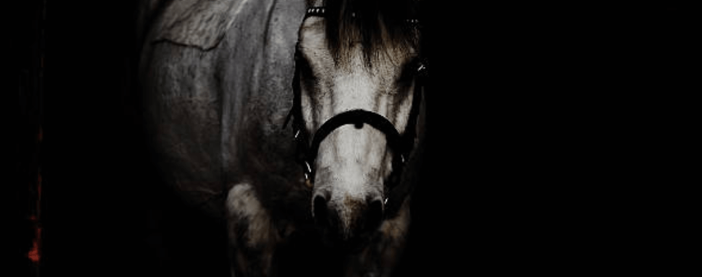 Can a horse see in the dark