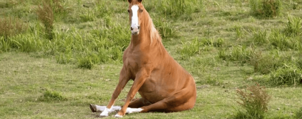 Can a horse sit down