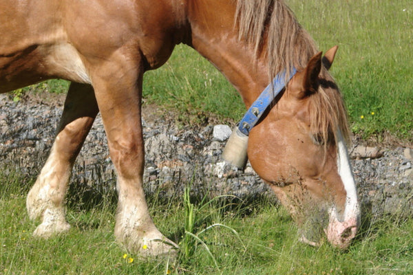 Do Horses Eat Meat