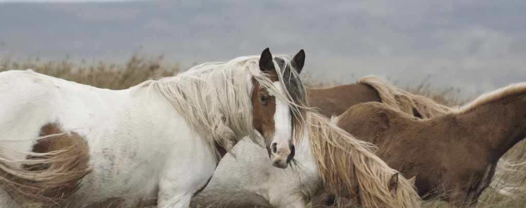 How long do horses live in the wild