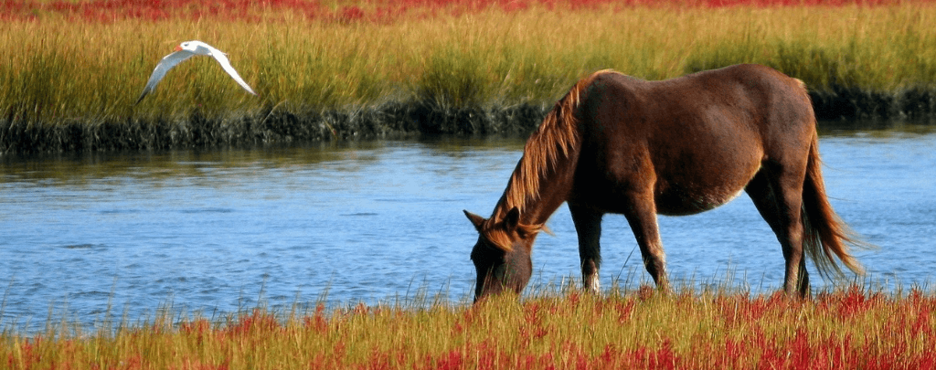 How long do horses live in the wild