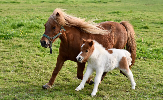 Mini Horses