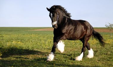 worlds largest horse ever recorded