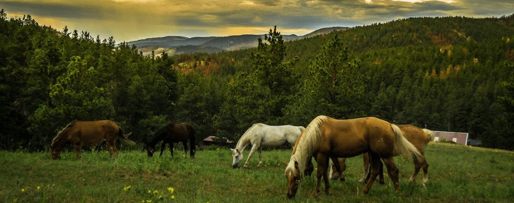 are horses native to the Americas