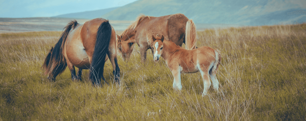 are there still wild horses in America