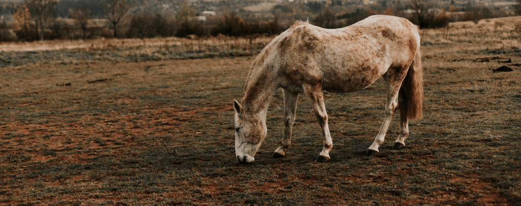 are there still wild horses in the US