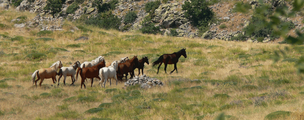 are there wild horses
