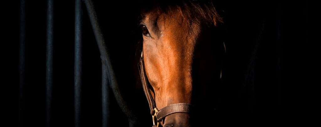 can horse see in the dark
