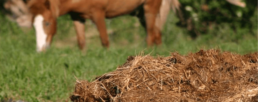 horse manure for fertilizer