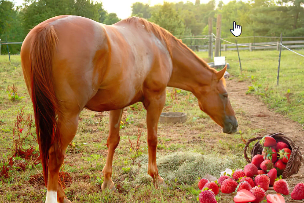 horses can eat strawberries