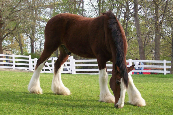 how much does a clydesdale horse weigh