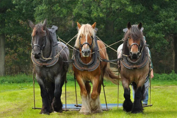 how much does a draft horse weigh