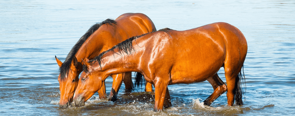 what do wild horses eat and drink