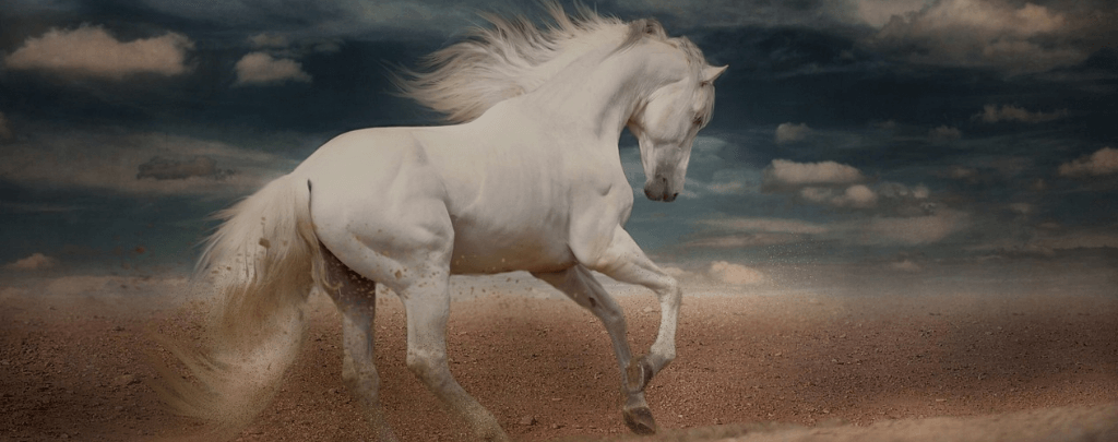 what do wild horses eat in the desert