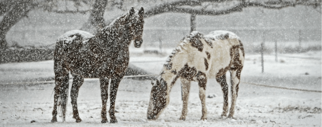 what do wild horses eat in the winter