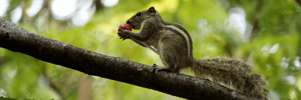 Squirrel eating an acorn