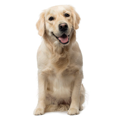 Golden Retriever – Long Tail Pet