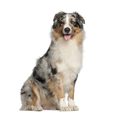 Australian Shepherd – Long Tail Pet