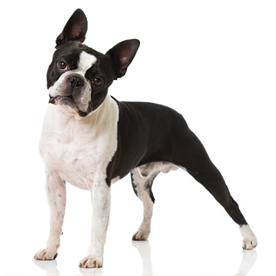 Boston Terrier – Long Tail Pet