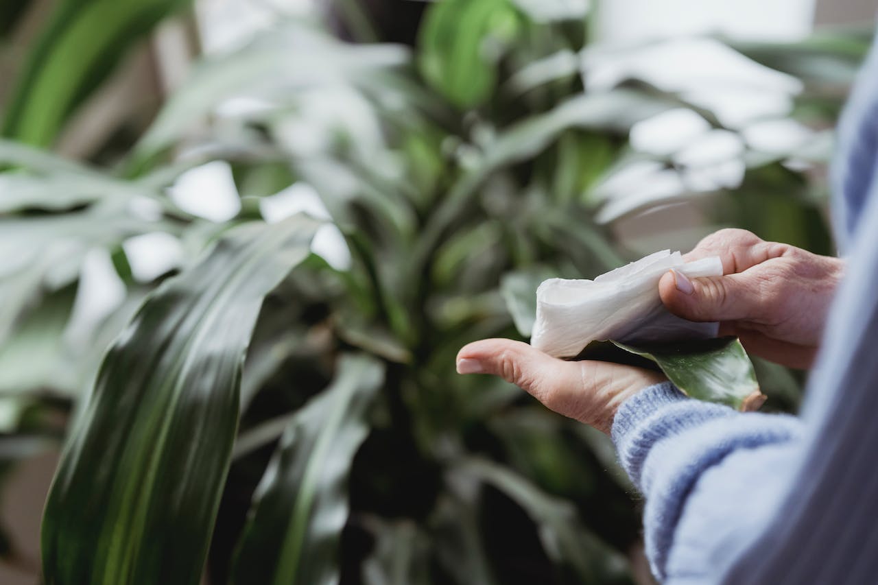 Woman wiping hands with sanitizing wipes near plant photo