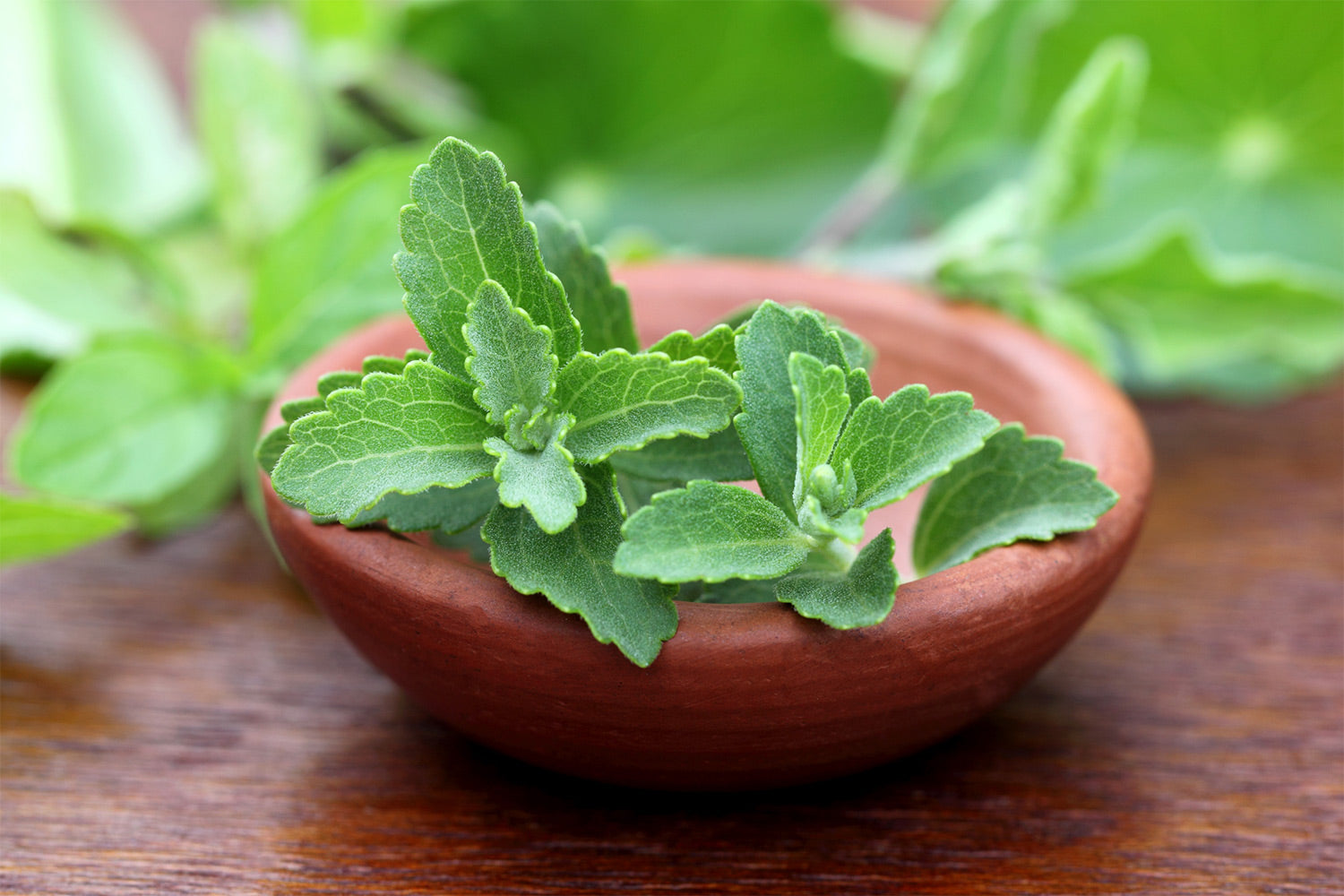 Stevia plant in a wooden bowl